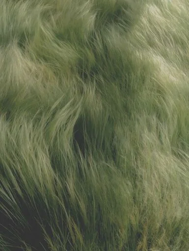 viento sobre pasto
